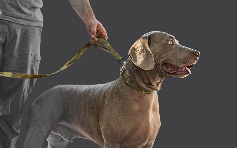 Tactical Dog Collar & Leash K9 犬用項圈與長牽繩 |軍規用料 × 眼鏡蛇扣具 × QD快拆設計
