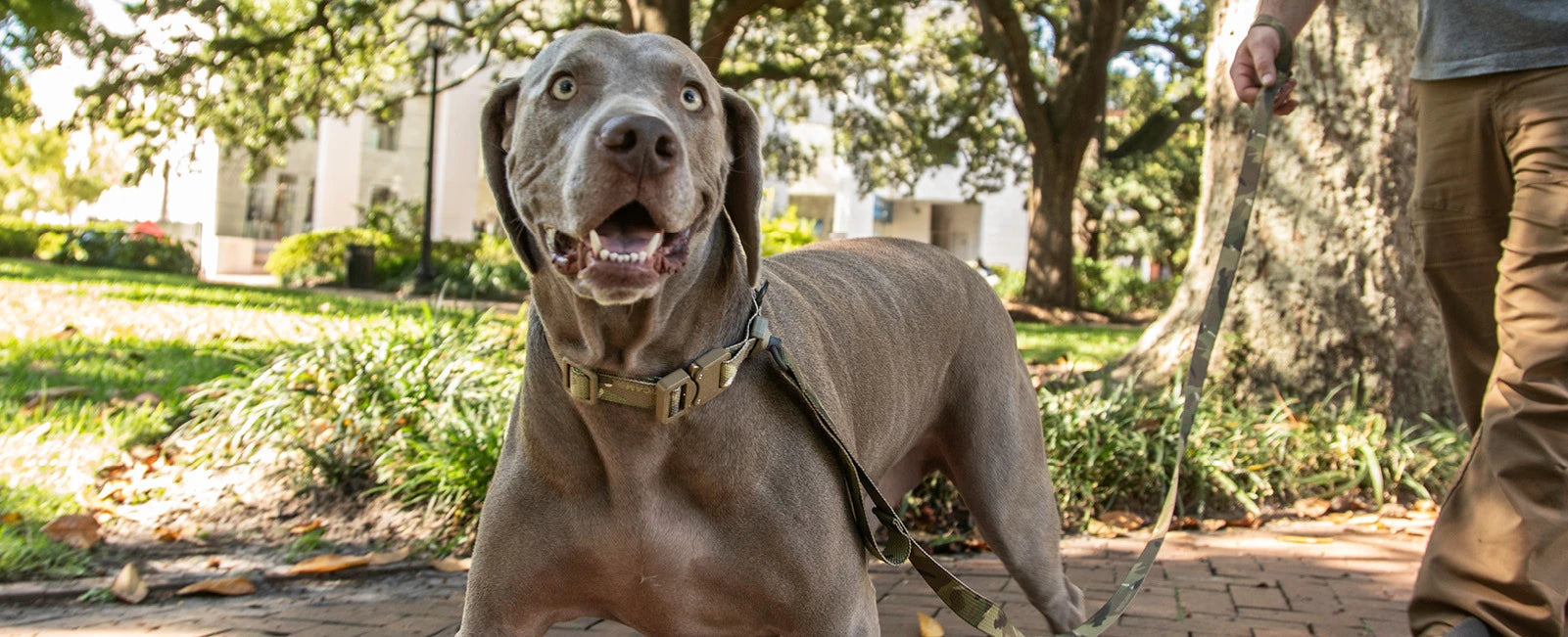 Tactical Dog Collar & Leash K9 犬用項圈與長牽繩 |軍規用料 × 眼鏡蛇扣具 × QD快拆設計